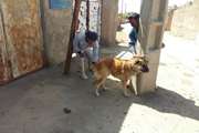 واکسیناسیون بیش از دو هزار قلاده سگ علیه بیماری هاری بصورت رایگان در اسفراین 