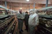 اجرای طرح بررسی بیماری سالمونلا در مرغداری تخم گذار شهرستان اسفراین