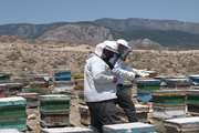  پایش و نمونه گیری عسل از زنبورستانهای شهرستان گرمه انجام شد  