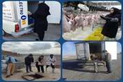 نظارت بهداشتی بر روند کشتار مرغ در شهرستان شیروان