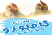 آشنایی با بیماری گامبورو در طیور