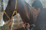  اجرای مرحله دوم تست مشمشه و واکسیناسیون شاربن در جمعیت اسب های شهرستان بجنورد