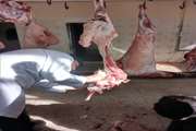 حذف و معدوم سازی سه لاشه گوسفندی مبتلا به سارکوسیست در شهرستان راز و جرگلان