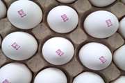 ممنوعیت عرضه تخم مرغ خوراکی فاقد ضوابط نشانه گذاری در استان خراسان شمالی