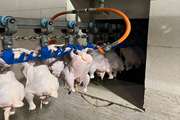 استحصال بیش از 19 هزار تن گوشت سفید در کشتارگاه های طیور شهرستان بجنورد
