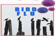 اهمیت پرندگان مهاجر در شیوع بیماری آنفلوآنزای فوق حاد پرندگان