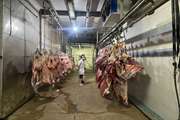 استحصال دو هزار و 484 تن گوشت قرمز در هفت ماه اول سال جاری کشتارگاه دام شهرستان بجنورد