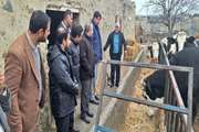 بازدید میدانی و دهگردشی فرماندار و رئیس شبکه دامپزشکی راز و جرگلان از بخش غلامان شهرستان 