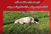 هشدارها و توصیه های بهداشتی دامپزشکی خراسان شمالی ویژه عید قربان