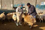 صدور بیش از دو هزار و ۸۰۰ مجوز حمل بهداشتی قرنطینه ای توسط واحد قرنطینه و امنیت زیستی شبکه دامپزشکی شهرستان شیروان 