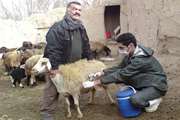  مرحله اول طرح مایه کوبی برعلیه بیماری تب برفکی دام در سال جاری به پایان رسید