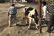 قطع انگشت دامدار در اثر عدم رعایت روش صحیح مقید کردن دام