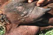 بررسی گله مبتلا به Staphylococal folliculitis در راز و جرگلان 