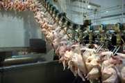 نظارت دامپزشکی بجنورد بر کشتار بیش از 4 میلیون مرغ گوشتی در 8 ماه