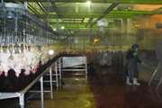 نظارت بهداشتی بر کشتار حدود 7 میلیون قطعه مرغ گوشتی در بجنورد
