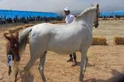 برگزاری جشنواره زیبایی اسب اصیل ترکمن در خراسان شمالی 