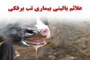 طرح پایش تب برفكی ((خراسان شمالی))