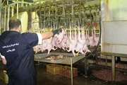 نظارت بهداشتی بر کشتار بیش از 1771000 قطعه مرغ گوشتی در بجنورد