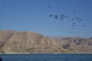 ادامه پایش و مراقبت زیستگاه های پرندگان آبزی در خراسان شمالی