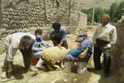 مایه کوبی 140 هزار رأس دام سبک علیه طاعون نشخوارکنندگان کوچک در مانه و سملقان