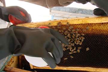 نمونه گیری از زنبور عسل ( bee sampling )