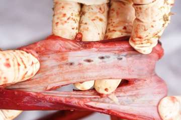 آلودگی گله اسب ترکمن به انگل گاستروفیلوس