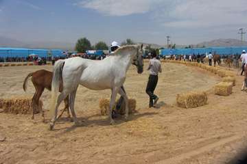 برگزاری جشنواره زیبایی اسب اصیل ترکمن در خراسان شمالی 