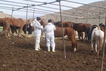 آلودگی گله اسب ترکمن به انگل گاستروفیلوس