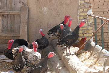 خونگيري طيور