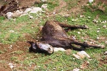 آلودگی گله اسب ترکمن به انگل گاستروفیلوس
