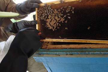 نمونه گیری از زنبور عسل ( bee sampling )
