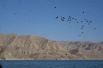 پایش زیستگاه های پرندگان در طرح مراقبت آنفلوانزای فوق حاد