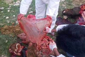 آلودگی گله اسب ترکمن به انگل گاستروفیلوس