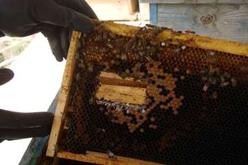 نمونه گیری از زنبور عسل ( bee sampling )
