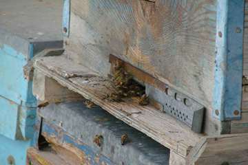 نمونه گیری از زنبور عسل ( bee sampling )