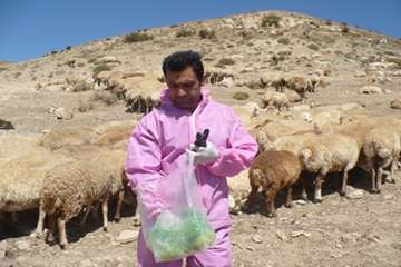طرح توسعه مبارزه با بروسلوز دام سبک خراسان شمالی
