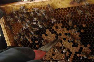 نمونه گیری از زنبور عسل ( bee sampling )