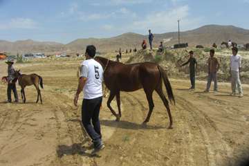 برگزاری جشنواره زیبایی اسب اصیل ترکمن در خراسان شمالی 