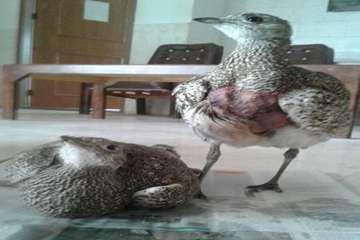 جراحی دو قطعه هوبره در دامپزشکی جاجرم