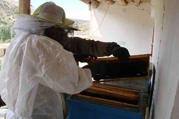 نمونه گیری از زنبور عسل ( bee sampling )