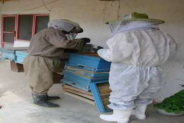 نمونه گیری از زنبور عسل ( bee sampling )