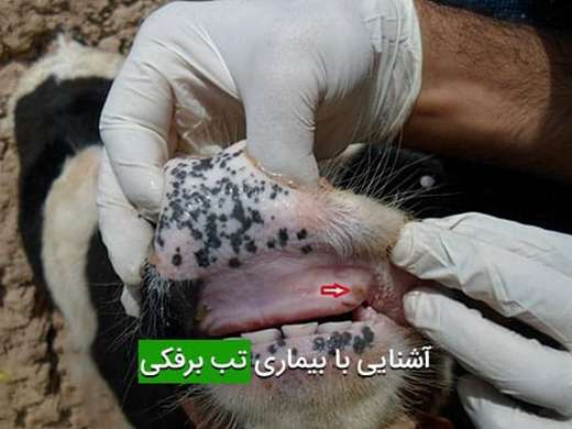 موشن بیماری تب برفکی