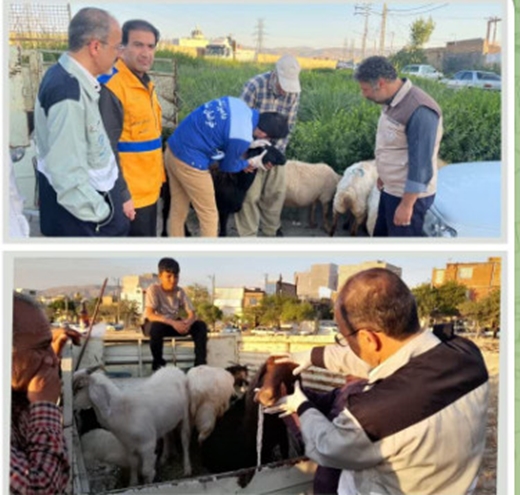 بازدید رئیس اداره نظارت بر بهداشت عمومی و مواد غذایی خراسان شمالی و رئیس شبکه دامپزشکی شهرستان بجنورد از میادین عرضه دام در راستای ساماندهی میادین و نظارت دقیق بر سلامت دام ها در روز قبل از عید قربان