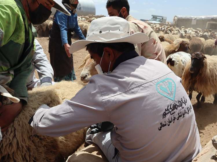 دامپزشکی خراسان شمالی و طرح رایگان واکسیناسیون دام های سبک و سنگین استان علیه بیماری  تب برفکی 