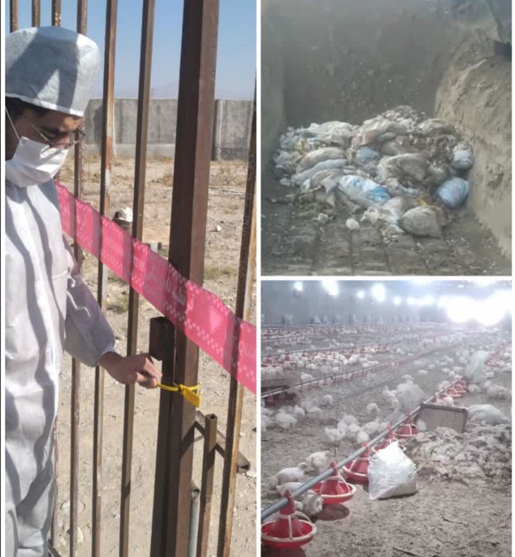 بیش از ۳۰ هزار قطعه جوجه مرغ گوشتی بعلت ابتلاء به بیماری نیوکاسل در یک واحد مرغداری شیروان به روش بهداشتی معدوم گردید