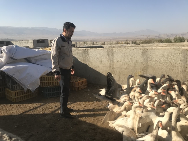 توقیف یک دستگاه خودروی پراید وانت حامل غاز فاقد مجوز قرنطینه‌ای بهداشتی در شهرستان سملقان