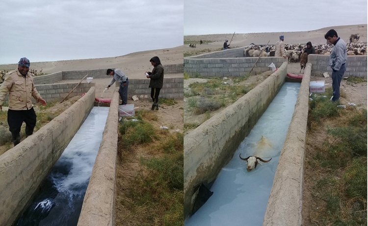 مبارزه با انگل های خارجی دام عشایر فاروج 