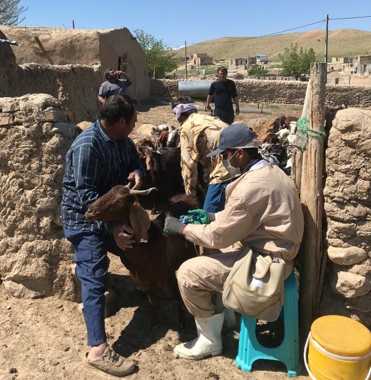 مایه کوبی حدود یک میلیون سر راس دام در شهرستان بجنورد